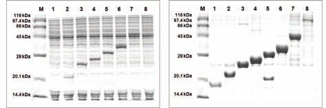 coli 무세포발현및 Ni-affinity 정제실험에사용되는모든구성품을포함하고있으며, 반응당정제된목적단백질을 100 μg 내외로회수할수있습니다. Figure 1. SDS-PAGE data of various proteins synthesized from various templates.