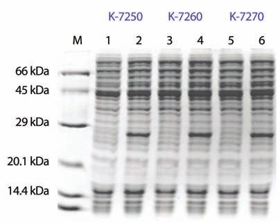 coli extract 와 master mix 를포함하고있습니다. 이중 E. coli extract 에는 T7 RNA polymerase, ribosome 등이포함되어있고, master mix 는아미노산, rntps, 에너지원등이포함되어 template DNA 만있으면, 손쉽게목적단백질의발현을확인할수있습니다. Figure 1.