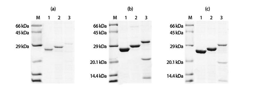from 0.3 μg of linear DNA 3: protein synthesis from 0.3 μg of circular DNA Figure 3.