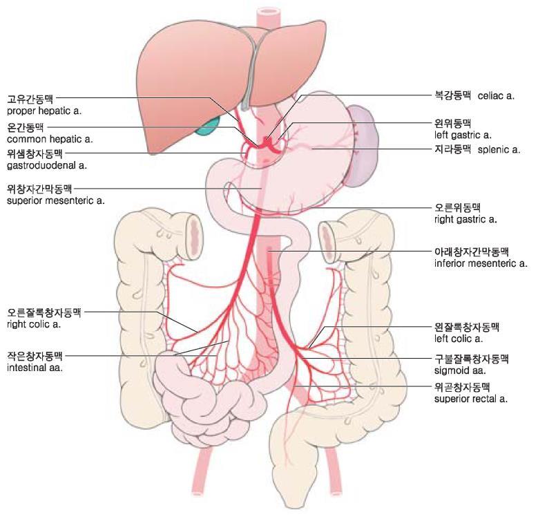 The three major branches of the aorta supplying the