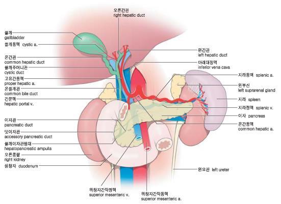 ! 혈관들은서로연결되어있지않아구역 (segment) 를형성 부분절제 종말동맥 (end artery): 지라경색증 (splenic infarction) 지라정맥 (Splenic v.) 1) 지라문 (Hilum of spleen) 을빠져나온정맥이모여서!