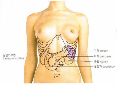 이자 (Pancreas) 위치 : L1, 2 높이의복막뒤에위치 이자머리, 목, 몸통, 꼬리로구분