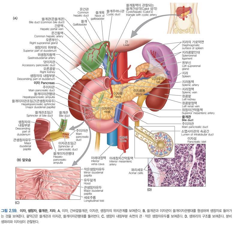 juice) 이자관 (pancreatic duct) or 덧이자관 (accessory