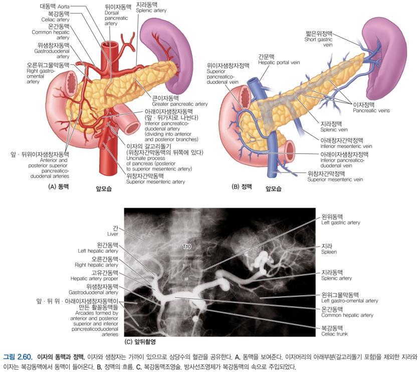 혈관분포 1) 이자샘창자동맥 (Pancreaticoduodenal