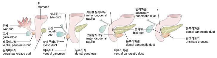 을형성 2) 큰이자동맥 (Major pancreatic a.
