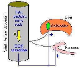 Pancreas - The uncinate process, a projection from the inferior part of the head, extends medially to the left, posterior to the SMA.