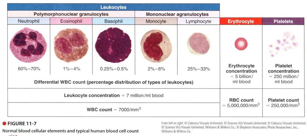 Composition of Human Blood All blood cells arise from precursor cells within the bone marrow, called stem cells These undergo further differentiation to