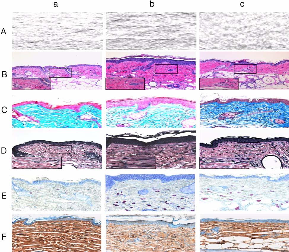 Skin changes of hairless mice by the aging type 177 Figure 1.