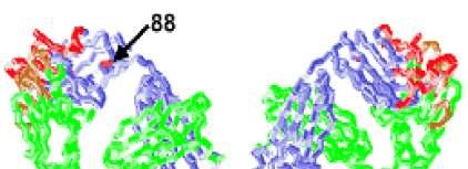 Cetuximab (Erbitux) IgG1 (chimerized antibody)
