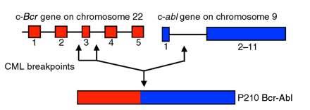 Philadelphia Chromosome in CML STI571 P P P P P P ATP Bcr/Abl P P P P P P P