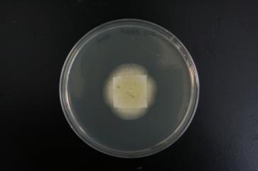 Natural Sanitizing Ingredient MLE-T Glycyrrhiza