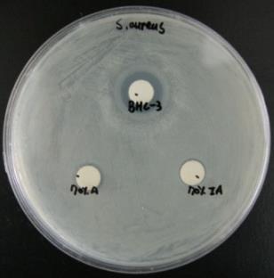 efficiency(%) S. aureus E. coli S. typhiurium A.niger P.