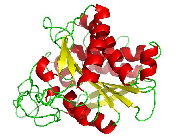 Zn Proteins Carboxypetidase