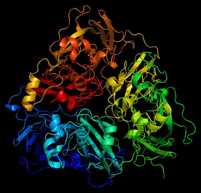 Cu Proteins - Ceruloplasmin