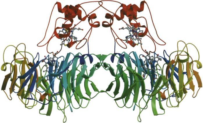 Nitrogen Cycle Nitrite Reductase Cytochrome cd 1 Nitrite reductase Heme b a 2 Containing c-type