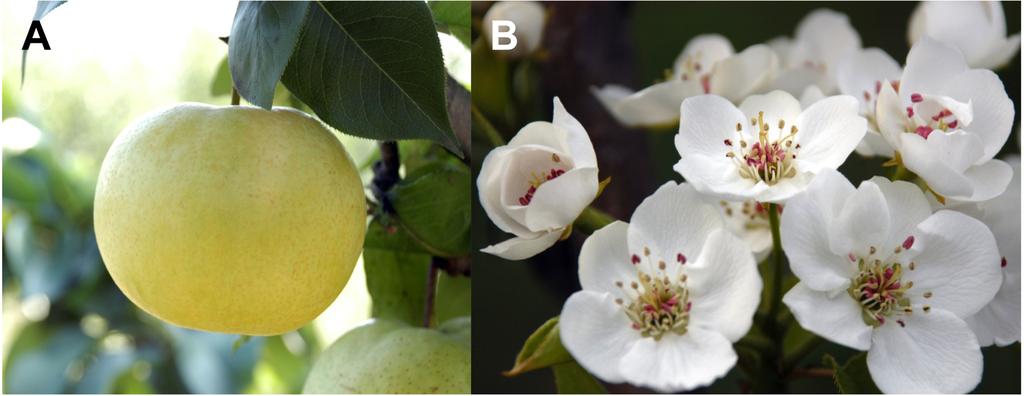 Fig. 2. Fruit (A) bagging with white paper bag at harvest and flower cluster (B) of Supergold pear. Table 3. Leaf characteristics of Supergold in Naju from 2006 to 2008.