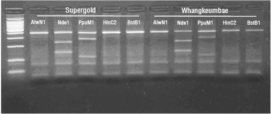 Fig. 4. Analysis of the PCR fragment digests with restriction enzyme.