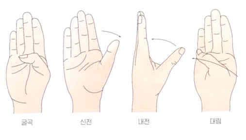 Hand Thumb movement Extension( 신전 )/