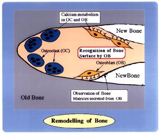 Bone Remodeling A Coupled Control System Osteoprogenitor cells Osteoblasts Osteoclasts Mononuclear progenitor cells Osteoblasts have receptors for osteolytic agents Osteoclasts in culture are