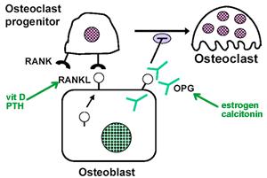 Estrogens decrease osteoclast formation by down-regulating RANKLinduced activation of JNK and subsequent phosphorylation (and activation)