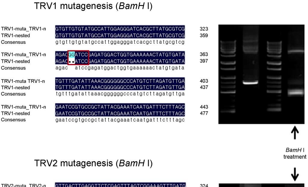 58 S Lee, et al. RESULTS AND DISCUSSION TRV 를특이적으로검출하기위한 primer는총 12개 ( 정방향 7개, 역방향 8개 ) 를제작하였고 (Fig. 1), 제작된 primer 들을조합하여 273~1,096 bp 크기의 PCR 산물로증폭이가능한 7개의조합을구성하였다 (Table 1).