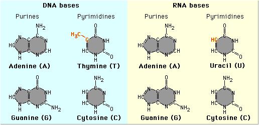 DNA&RNA