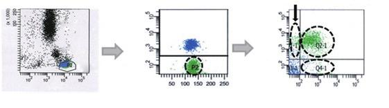 CD45/SSC gating Granulocyte CD3(-) lymphocytes CD56(-)CD16(+) NK cells CD56(+)CD16(+) NK cells SSC CD3 PerCP-A CD16 PE-A CD56(+)CD16(-) NK cells APC-A CD45 FSC-H (x1,000) FITC-A CD56 Fig. 2.