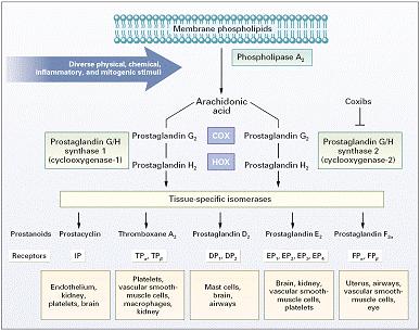 - 대한내과학회지 : 제 73 권부록 2 호 2007 - Figure 6. Prostaglandins 과 Thromboxane 의생성과기능. 신장의항상성유지및세포보호작용을하는 prostanoid 를생산한다. 따라서 COX-1을억제하면 NSAID의부작용들이나타난다.