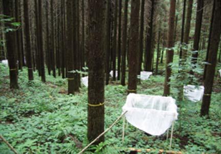 현지조사 매년같은시기 (10월에서 11월사이 ) 에현존량을측정하여증가된현존량 (ΔB) 에연간낙엽생산량을더하여 NPP로간주. 낙엽이종료된시기가측정시기로적절.