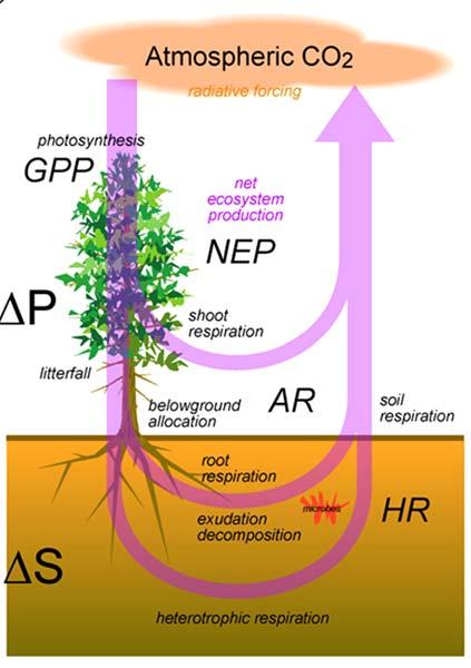 식물이광합성을통해 CO 2 를흡수하여생산한총유기물양을총일차생산량 (Gross Primary Production, GPP) 이라고하며, 여기서식물호흡 (autotrophic respiration, Ra) 에의한유기물의소비를제하면순일차생산량 (Net Primary Production, NPP) 이됨.