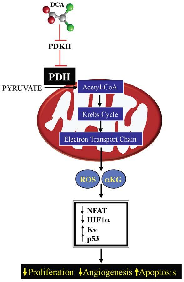 Mechanism of DCA in