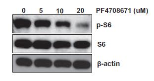 Inhibition of S6K1