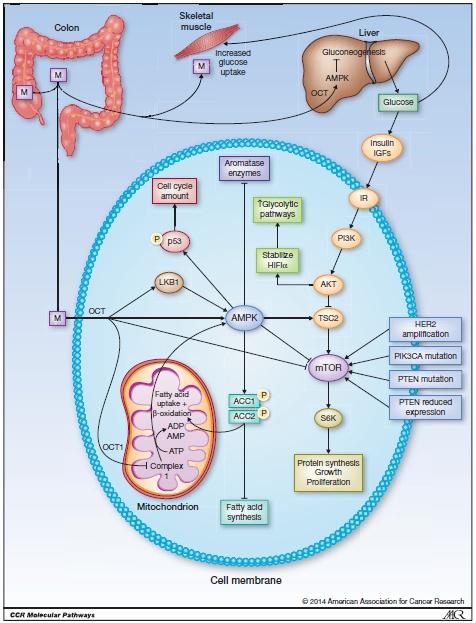 Metformin is in the biguanide class is the firstline medication for the treatment of type 2 diabetes which is taken by mouth is generally well tolerated.