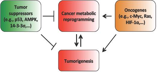 The impacts of tumor suppressors and