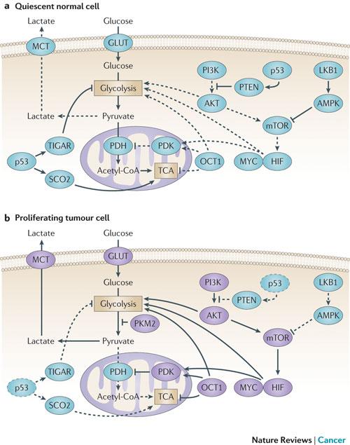 The impacts of tumor suppressors and