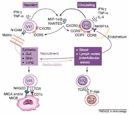 상피의 γδ T 세포 한 IEL의표면에발현되는 TCR의 diversity 가제한적이라는사실에근거하여 γδ T 세포는 αβ T 세포와는다른물질에의해활성화될것이라제안되었다. 그러나 γδ T 세포를활성화시키는 TCR ligand 는현재까지잘알려지지않고있다.