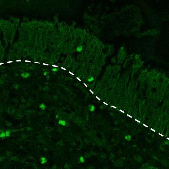 김창훈 Vδ 1 2 3 4 5 6 7 7-17 % cells % cells GL3 TCRβ only sort Vγ 2 3 4 5 Vδ 1 2 3 4 5 6 7 PAM A 3T3 B Fig. 7. Variable gene use of mouse resident nasal γδ T cells (Adapted from Journal of Leukocyte Biology 2008;84:1259-63).