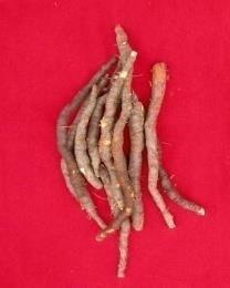 3) 뿌리나누기 수확후약재로사용하고남은가는뿌리를종근으로사용 5~7cm