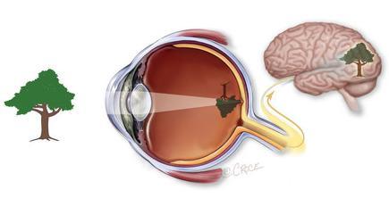 시력 (VISION) 과망막 (RETINA) 망막 : 눈내부에있는얇은신경막.