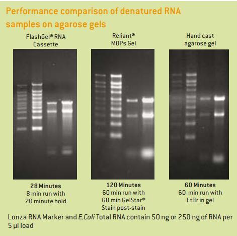 FlashGel System for RNA 30 분이내로빠르게 RNA 전기영동가능 10ng 이하까지검출가능 RNase contamination