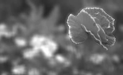 노출설정 조리개효과 조리개값을변경하여렌즈를통하는빛의양을많게혹은적게해서 CCD 에닿는빛의양을조절합니다. 조리개열기 ( 조리개값감소 ) 초점을맞추고자하는피사체보다그전 / 후에있는피사체의초점이흐리게됩니다. 예를들어, 풍경속에있는꽃을촬영할경우초점을맞춘꽃의전 / 후풍경의흐림을크게하여꽃을강조할수있습니다.