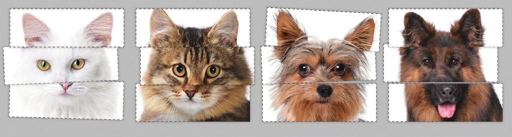 활동 ❶ 컴퓨터가 개와 고양이를 구분하려면? 딥러닝을 이용해서 이미지를 구분하려면, 먼저 주어진 여러 이미지에서 규칙을 찾아내야 합니다.