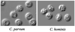 정수처리기준선진화연구 Fig. 3-22. 크립토스포리디움난포낭 (oocysts) Table 3-15. 크립토스포리디움종및크기, 숙주 크립토스포리디움종 평균크기 ( 길이 폭, μm) 최초분리숙주 자연적숙주범위 사람배출여부 ( 유전자분석법 ) 장관계감염 Cryptosporidium parvum 5.0 4.5 쥐포유류 C. hominis 5.2 4.