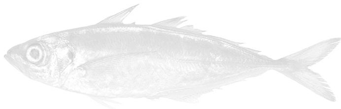 전갱이 (Horse mackerel) 염산 옥시테트라싸이클린 () - 1 일용량으로체중kg당 50 mg이하의양을사료에혼합하여경구투여 - 물 1 톤당 5~25g 을녹여서 30~60 분동안약욕 2 : 국립수의과학검역원고시제 2007-25 호 ( 동물용의약품안전사용기준 )