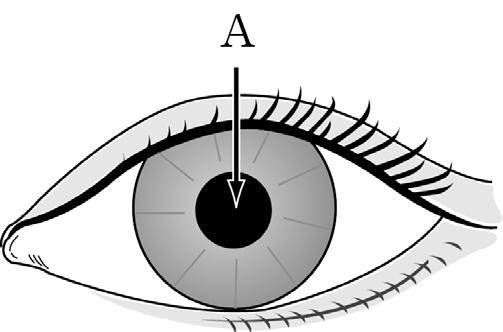 중학교 3 학년 17. 다음은눈의조절작용을알아보기위한실험이다. ( 가 ) 밝기가다른두장소에서눈의 A 부분을관찰한다.