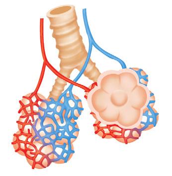 09 ⑤ 와 반응하여 에너지를 생성하는 것은 산소(A, C)이다. 들숨 날숨 갈비뼈 올라감 내려감 가로막 내려감 올라감 폐의 부피 늘어남 줄어듦 공기 이동 방향 몸밖 폐 폐 몸밖 10 ③ Y자관(A)은 우리 몸의 기관 및 기관지, 고무풍선(B)은 폐, 고무 막(C)은 가로막에 해당한다.