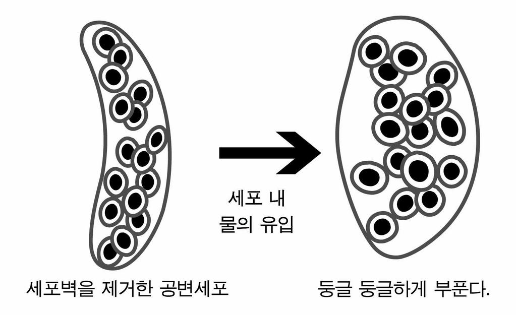 실험결과 ( 가) ( 나) (1) ( 가) 처럼공변세포내로물이유입되면공변세포가활모양으로휘는이유를세포벽과관련지어서술하 시오. 2.