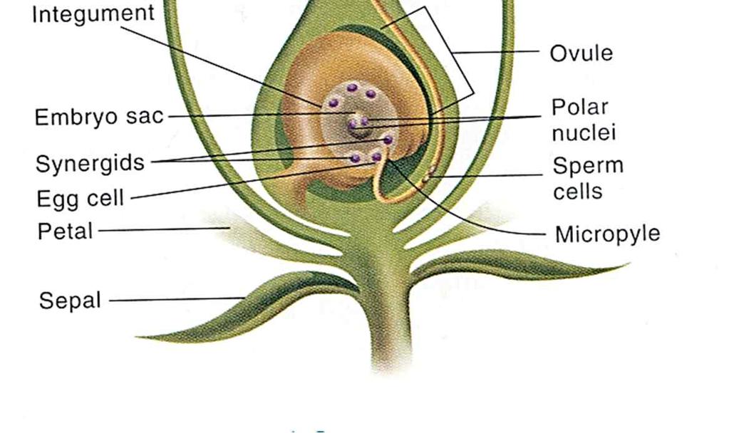 배낭 : 종자는배낭속에서형성 - 모양 : 원형, 타원형, 장원형등다양함 - 구성 : 난핵, 반족세포, 배유핵및 주피 Antipodal cell 반족세포 배주