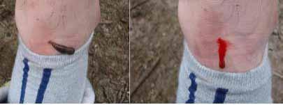 2013) - 아열대지역에서주로서식하는침입외래종 등검은말벌 의지속적확산 [ 사진 3-55] 등검은말벌 [ 그림 3-22]