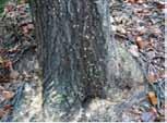 2013) [ 사진 3-56] 아열대산산거머리 [ 사진 3-57] 참나무시병 상제나비 의북상및 독미나리 의서식지감소 (